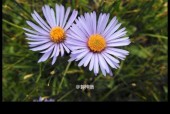 苹果手机拍照光晕问题如何解决？