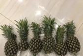 凤梨与菠萝（凤梨与菠萝的异同以及其品种分类探究）