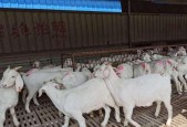 羊肉催肥的最简单方法（掌握这个关键诀窍）