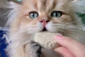 让猫咪乖巧的秘诀——分享有效的训练方法（探索如何通过积极训练使你的猫咪变得更加听话和温顺）