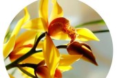 花中四君子是指梅兰竹菊？它们各自代表什么含义？