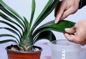 君子兰施肥方法有哪些？如何简单有效地进行施肥？