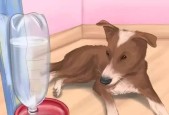 如何正确处理狗狗中暑问题（有效应对狗狗中暑的方法与注意事项）