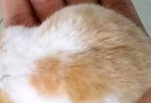 仓鼠怀孕初期有哪些症状？如何正确识别和照顾？