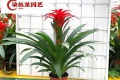 如何养护鸿运当头花，让其绽放红艳光彩（打造绚烂的红色花园）