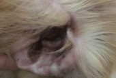 如何应对猫咪的耳螨问题（了解猫咪耳螨的症状和治疗方法）