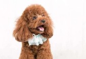如何训练一只听话的泰迪犬（培养泰迪犬良好行为习惯的关键方法）