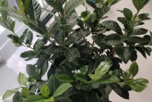 秋天养栀子花的小窍门（如何正确照顾栀子花）
