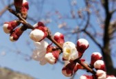 以红杏出墙的含义及其背后的真实故事（揭开“红杏出墙”的面纱）
