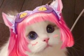 什么猫才是王者荣耀？哪个英雄最符合猫的特性？