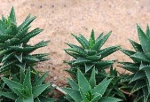 芦荟怎么吃最健康？最佳食用方法有哪些？