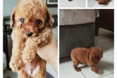 如何区分泰迪犬的年龄？泰迪犬年龄识别的常见问题解答？