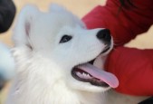 萨摩耶幼犬训练方法有哪些？如何解决训练中的常见问题？