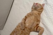 如何应对宠物猫咪的调皮行为（让你的猫咪变乖巧的绝招）