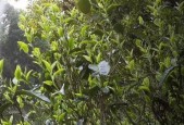 甜茶的学名是什么？如何正确称呼甜茶？