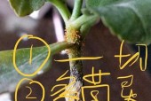 植物烂根了怎么办？最有效的处理方法是什么？