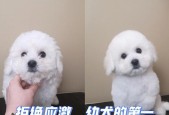 幼犬洗澡的最佳时间（幼犬洗澡的注意事项及洗澡频率）