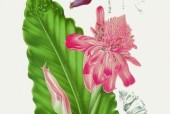 如何绘制名画风格的绿色手机壳？