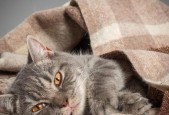 猫不怕汽车的原因是什么？这种行为有何影响？