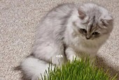 猫咪吃草有哪些好处？全面解析猫咪吃草的益处！