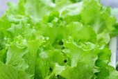秋季蔬菜种植建议是什么？如何提高种植成功率？