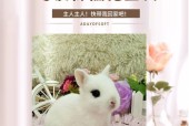 宠物兔子幼崽的饲养全指南（从喂养到训练）