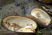 河蚌外壳如何处理？视频讲解教程在哪里可以找到？