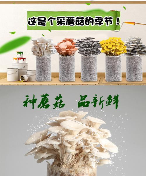 室内种菌菇的养殖技巧（打造优质菌菇种植环境）  第1张