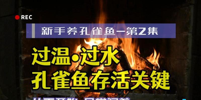 如何正确过水以养鱼新鱼（关键技巧与方法让您的新鱼健康成长）  第1张