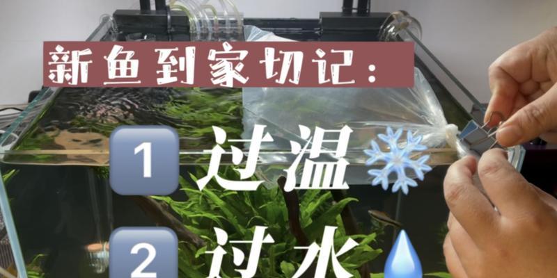 新买的鱼该如何过水（关于鱼类适应新环境的关键措施及方法）  第2张