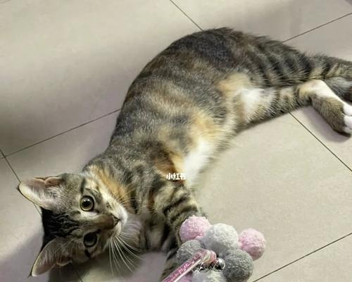 控制猫咪咬人的方法（解决猫咪咬人问题的有效技巧）  第3张