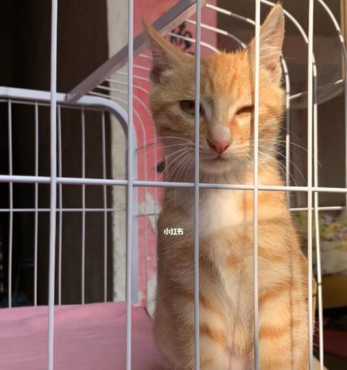 控制猫咪咬人的方法（解决猫咪咬人问题的有效技巧）  第2张