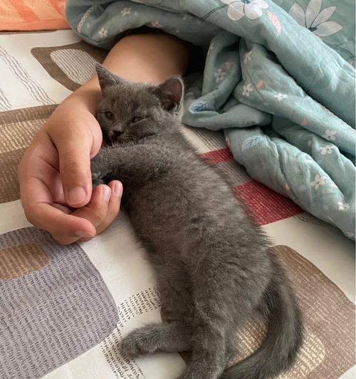 控制猫咪咬人的方法（解决猫咪咬人问题的有效技巧）  第1张