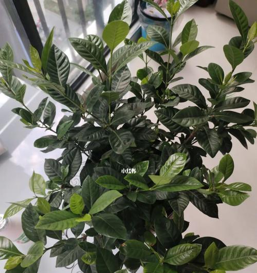 秋天养栀子花的小窍门（如何正确照顾栀子花）  第1张