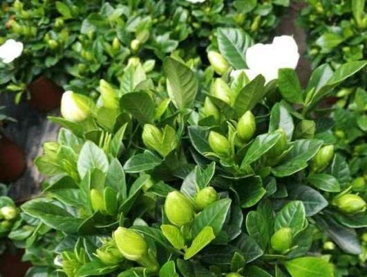 秋天养栀子花的小窍门（如何正确照顾栀子花）  第2张