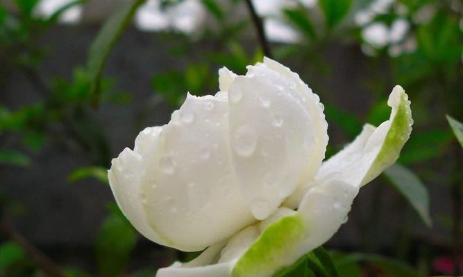 秋天养栀子花的小窍门（如何正确照顾栀子花）  第3张