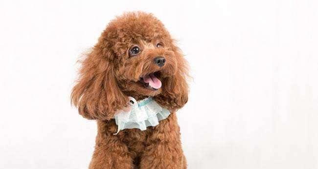 如何训练一只听话的泰迪犬（培养泰迪犬良好行为习惯的关键方法）  第1张