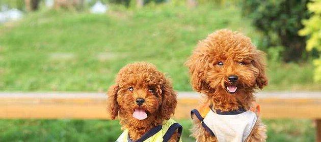 如何训练一只听话的泰迪犬（培养泰迪犬良好行为习惯的关键方法）  第3张