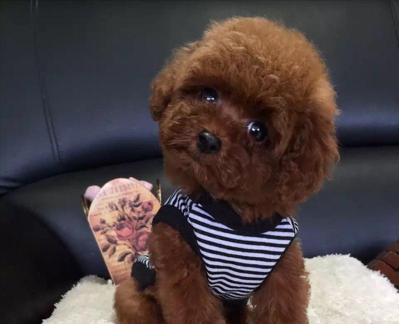 如何训练一只听话的泰迪犬（培养泰迪犬良好行为习惯的关键方法）  第2张