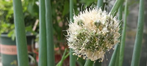 花盆洋葱的种植方法（一步步教你如何在花盆中种植洋葱）  第2张