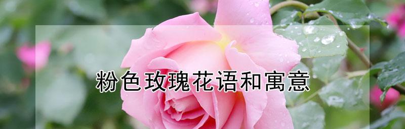 如何延长玫瑰花的保鲜时间（简单有效的方法）  第1张