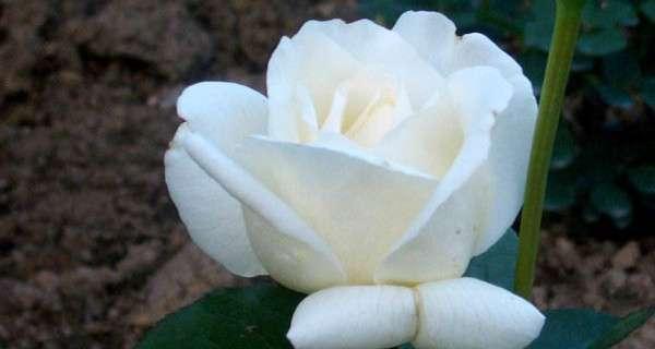 如何延长玫瑰花的保鲜时间（简单有效的方法）  第3张