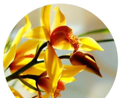 花中四君子是指梅兰竹菊？它们各自代表什么含义？  第1张