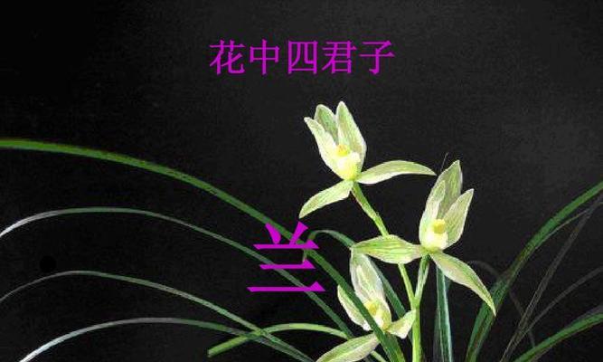 花中四君子是指梅兰竹菊？它们各自代表什么含义？  第2张