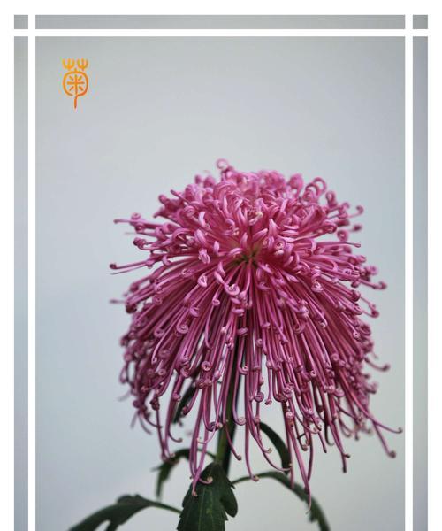 花中四君子是指梅兰竹菊？它们各自代表什么含义？  第3张