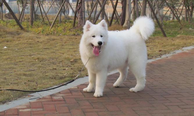 萨摩耶幼犬训练方法有哪些？如何解决训练中的常见问题？  第2张