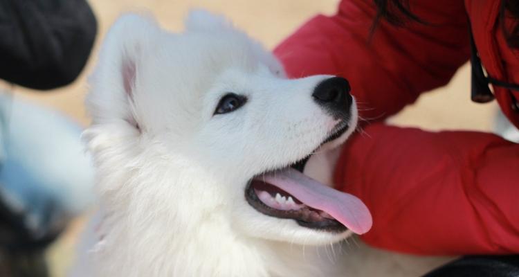 萨摩耶幼犬训练方法有哪些？如何解决训练中的常见问题？  第1张