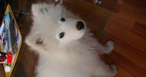 萨摩耶幼犬训练方法有哪些？如何解决训练中的常见问题？  第3张