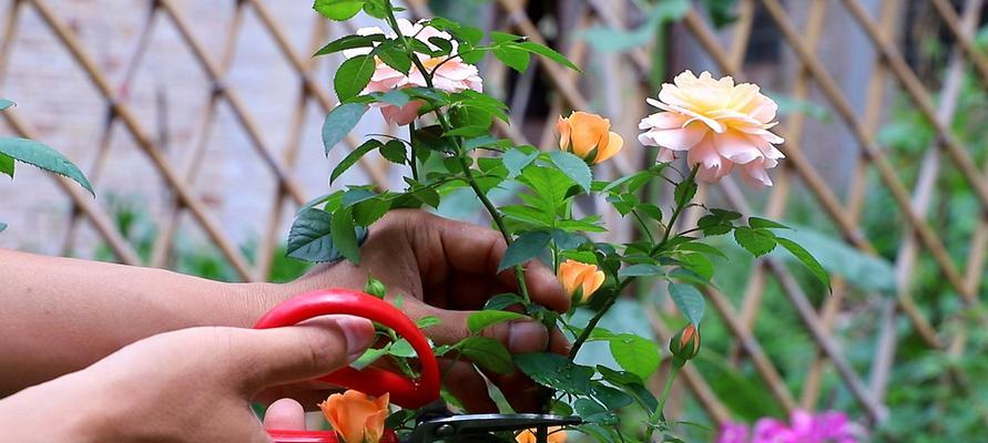 月季花修剪技巧教程？如何正确修剪月季花以促进生长？  第3张