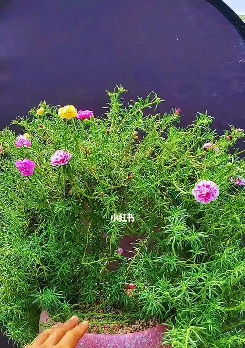 太阳花如何生长？从播种到开花需要多长时间？  第1张